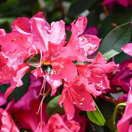 Kurgarten-hotel מלון 3*